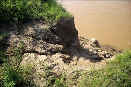 Bắc Ninh: Xây dựng công trình khẩn cấp ngăn chặn sạt lở bờ sông