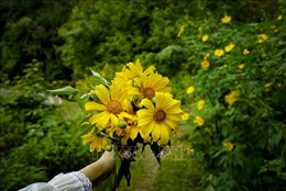 Hoa dã quỳ bung nở nơi núi rừng Điện Biên