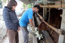 Tuyên Quang chủ động phòng chống đói, rét cho vật nuôi