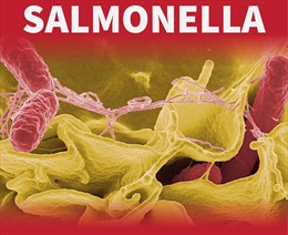 Australia: Bang New South Wales điều tra đợt lây nhiễm vi khuẩn Salmonella
