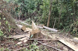 Xử phạt đối tượng dùng cưa xăng phá rừng ở Mường Nhé