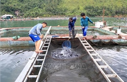 Thu nhập cao từ nuôi cá lồng ở lòng hồ Thủy điện Sơn La
