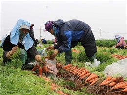 Nông dân Bắc Ninh lo lắng vì giá cà rốt giảm chỉ còn 5.000 - 6.000 đồng/kg