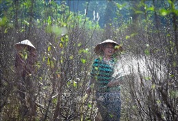 Làng nghề trồng hoa, cây cảnh ở Hà Giang vào vụ Tết