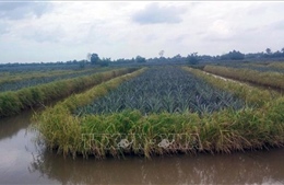 Chuyển đổi hơn 4.480 ha cây trồng trên đất lúa kém hiệu quả