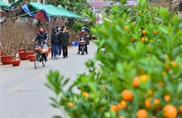 Rộn ràng chợ hoa Tết Hà Giang