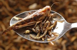 Qatar cấm thực phẩm làm từ côn trùng