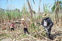 Nông dân Đắk Lắk hối hả thu hoạch mía