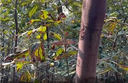 Lào Cai: Gần 1.300 ha quế ở huyện Bảo Thắng bị khô lá bất thường