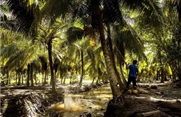Người trồng dừa Bến Tre thiếu vốn đầu tư vào sản xuất
