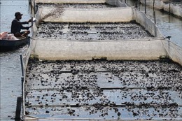 Nông dân Đồng Tháp nuôi ếch lãi hơn 20.000 đồng/kg