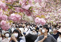 Mùa hoa anh đào chào đón du khách đến Nhật Bản