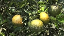 Giá một số trái cây ở Trà Vinh tăng trở lại