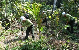 Lào Cai chủ động phòng ngừa, ứng phó nguy cơ cháy rừng