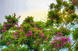 Bán đảo Sơn Trà rực rỡ sắc hoa