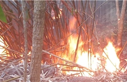 Cháy thực bì bùng phát mạnh thành đám cháy lớn ở núi Voi, Lâm Đồng