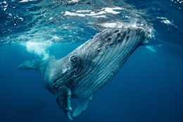 Tín hiệu xấu từ việc phát hiện thể trạng gày gò của cá voi xanh ở Australia
