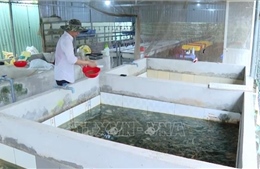 Thu nhập tiền tỷ từ nuôi lươn không bùn trong bể xi măng