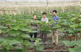 Yên Bái: Hướng đến nền nông nghiệp xanh, thân thiện môi trường