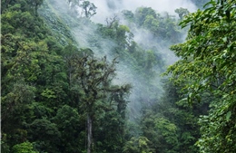&#39;Rừng mây&#39; Monteverde ở Costa Rica lâm nguy
