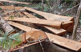 Gia Lai: 52 cây gỗ rừng tự nhiên bị cưa hạ trái phép