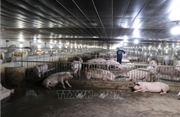 Giá lợn hơi tiếp tục xu hướng tăng