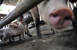 Philippines đạt tiến bộ trong thử nghiệm vaccine phòng bệnh tả lợn châu Phi