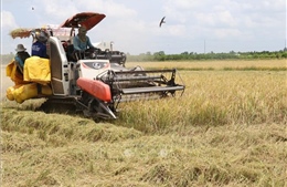 Đồng Tháp có hơn 69% giống lúa chất lượng cao phục vụ xuất khẩu