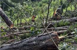Vụ triệt hạ rừng thông trái phép tại Lâm Đồng: Xác định hai đối tượng phá rừng 