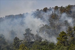 Cháy rừng tại Algeria, 34 người thiệt mạng 