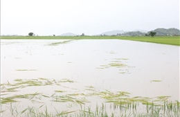 Đắk Lắk: Mưa lớn làm ngập 128 ngôi nhà và gần 4.500 ha cây trồng