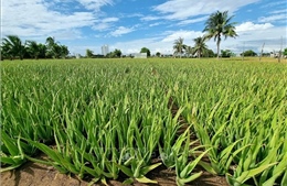 Ninh Thuận đẩy mạnh chuyển đổi cây trồng 