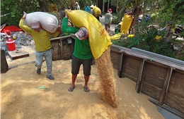 Bộ Công Thương yêu cầu doanh nghiệp không mua gom ồ ạt lúa gạo