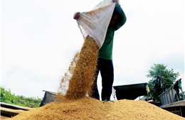 Giá gạo xuất khẩu giảm, kéo giá lúa trong nước đi xuống