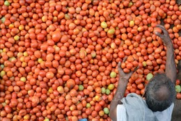 Ấn Độ: Các thương hiệu đồ ăn nhanh phải &#39;chia tay&#39; cà chua do giá tăng vọt
