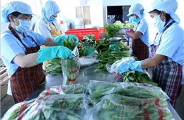 Có 30% hợp tác xã tại Bình Định thực hiện liên kết và tiêu thụ nông sản