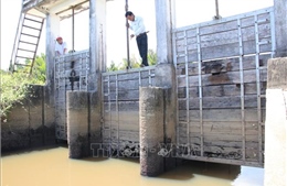 Quảng Ngãi: Hàng trăm ha lúa bị ảnh hưởng do đập ngăn mặn, trữ ngọt hỏng ​