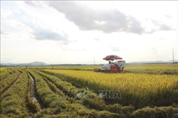 Tập trung thu hoạch lúa Hè Thu trước mùa mưa, lũ