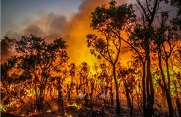 Nắng nóng kết hợp với gió mạnh &#39;thổi bùng&#39; cháy rừng tại Australia 