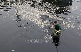 Nghệ An: Cá chết nổi trắng hào thành cổ Vinh