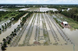 Nhiều ruộng, vườn tại Đồng Tháp bị ngập do trạm bơm thoát nước chậm