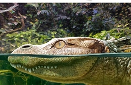 Tiết lộ thông tin về loài cá sấu cổ đại chưa từng được biết đến