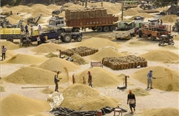 Thị trường nông sản: Giá lúa gạo tiếp tục tăng