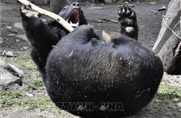 Nhật Bản kêu gọi người dân cảnh giác trước nguy cơ bị gấu tấn công