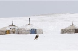 Tuyết dày bao phủ 60% lãnh thổ Mông Cổ