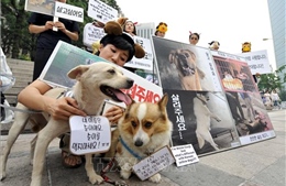 Hàn Quốc thông qua lệnh cấm tiêu thụ thịt chó