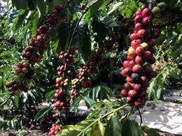 Đắk Lắk cảnh báo tình trạng trộm cà phê khi vào mùa thu hoạch
