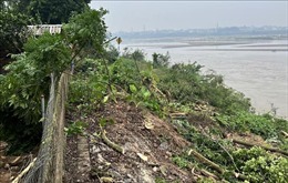 Dành 20 tỷ đồng xử lý khẩn cấp sạt lở bờ tả sông Thao