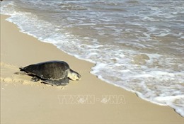 Kịp thời cứu hộ rùa biển quý hiếm nặng 40kg