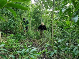 Bám sát cơ sở, kết nối chính quyền và người dân trong bảo vệ, phát triển rừng
